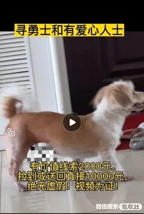 附近最新寻狗启示微同城找猫启事宠物走丢失中心平台1201宠友社