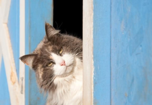 猫咪晚上总挠门不让主人睡好觉其实都是主人的错