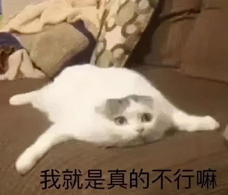 猫咪表情包：我已经沉沦了