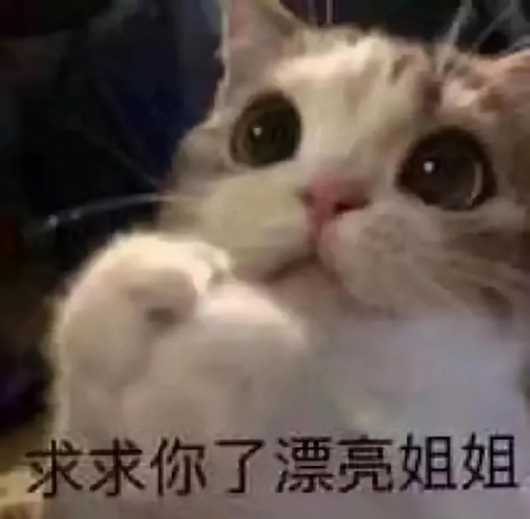 猫咪表情包：我已经沉沦了