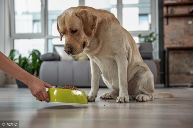 同样是狗为什么我的拉布拉多犬每天都让我奔溃！