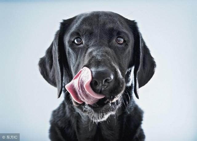 同样是狗为什么我的拉布拉多犬每天都让我奔溃！