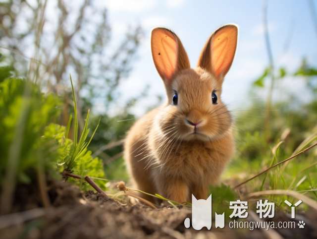 柴犬饮食频率？